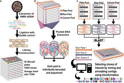 Frontiers | Discovery Of Novel Biosynthetic Gene Cluster Diversity From ...